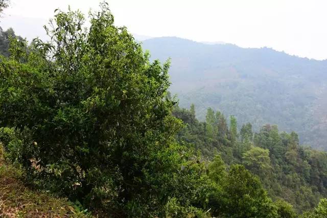 让世界爱上勐库茶 | 西半山&mdash;&mdash;河边寨