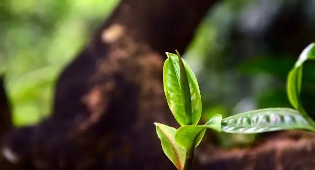 懂过古茶山介绍，懂过古树茶口感特点