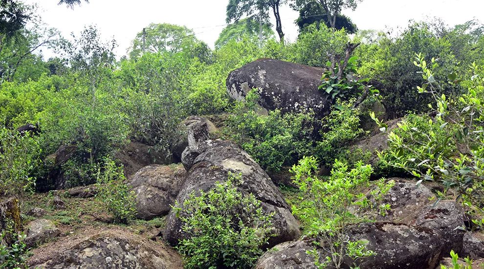 邦东三杰 | 昔归是支&ldquo;绩优股&rdquo;，娜罕是支&ldquo;潜力股&rdquo;
